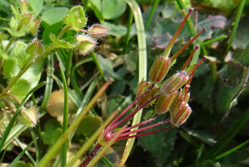 Erodium cicutarium - Geraniaceae